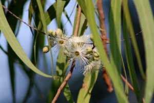 ユーカリ・レモン（シトリオドラ）精油 Eucalyptus lemon - 精油