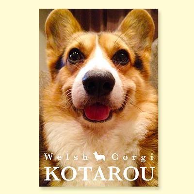 コーギーさま専用 2024F-2 | ミニチュアダックス、コーギー専門ブリーダー 子犬