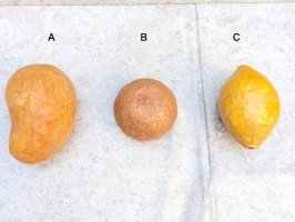 パペルマチェ 張子 オブジェ [ジャガイモ&オレンジ&レモン]  玩具
																													
