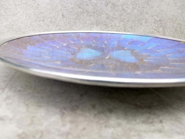 南米ブラジル モルフォ蝶 アート アンティーク インテリア 入手困難 一点物 f2d35a400419142f1fc878e65219b3