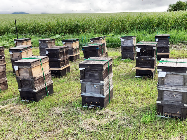 ソバ畑のすぐ横に設置されたミツバチの巣箱
