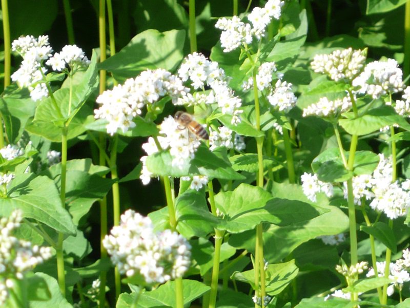 ワシントンソバ畑を飛ぶミツバチ