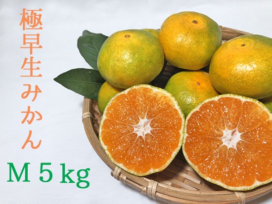 極早生みかん Ｍ 5kg - 荻原製茶 茶畑直送便