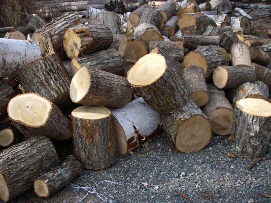 期間限定あり 広葉樹雑薪原木緊急処分品 - 信州から森林の贈り物 