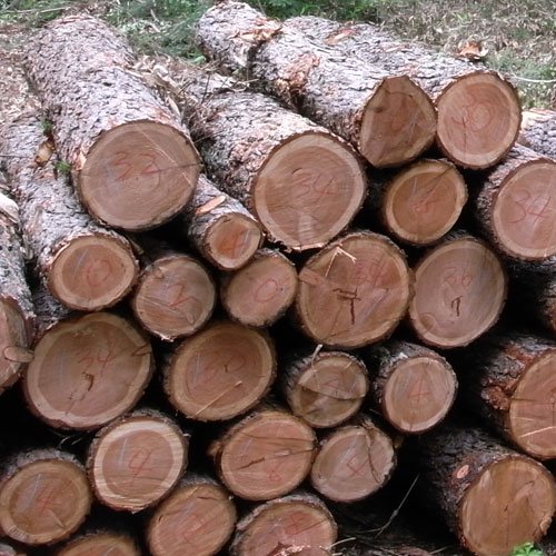 針葉樹薪原木 - 信州から森林の贈り物～『きこり工房Webショップ』