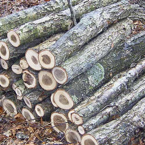 広葉樹薪原木（ナラ） - 信州から森林の贈り物～『きこり工房Webショップ』