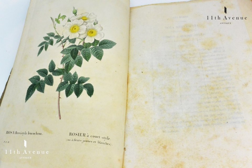 ルドゥーテ【フランス】『バラ図譜』（『LES ROSES』）オクタヴォ版初版 第6分冊 1824年 - 西洋アンティーク 11th Avenue |  銀座のアンティーク専門店