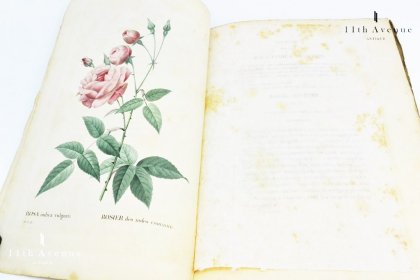 ルドゥーテ【フランス】『バラ図譜』（『LES ROSES』）オクタヴォ版初版 第5分冊 1824年 - 西洋アンティーク 11th Avenue |  銀座のアンティーク専門店