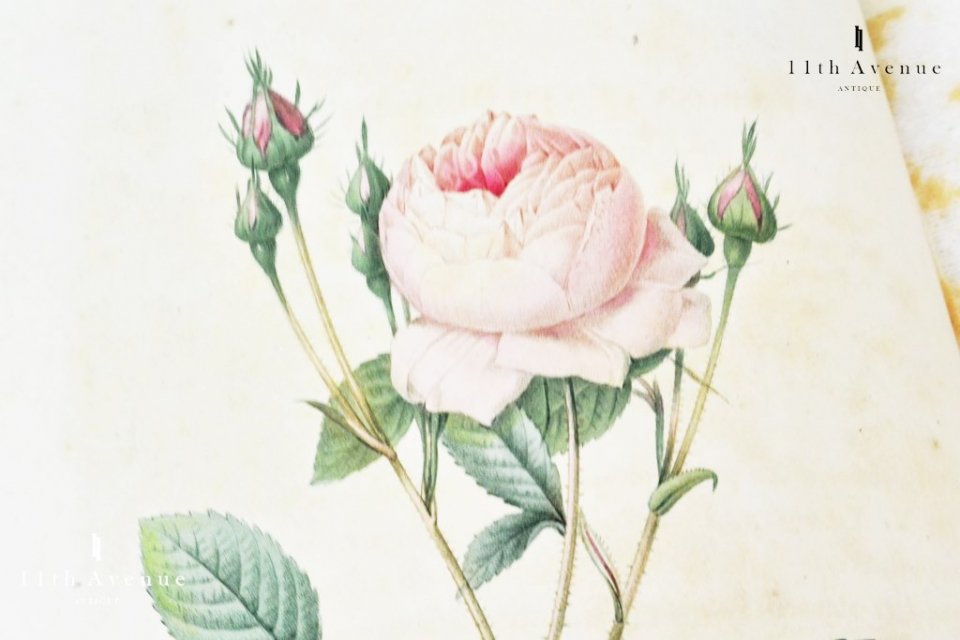 ルドゥーテ【フランス】『バラ図譜』（『LES ROSES』）オクタヴォ版
