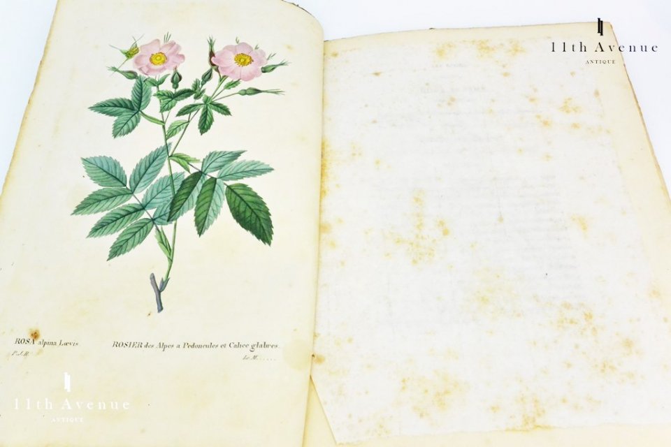 ルドゥーテ【フランス】『バラ図譜』（『LES ROSES』）オクタヴォ版初版 第4分冊 1824年 - 西洋アンティーク 11th Avenue |  銀座のアンティーク専門店