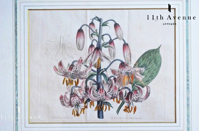 Curtis Botanical Magazine【イギリス】ユリの銅版画 1805年 - 西洋アンティーク 11th Avenue |  銀座のアンティーク専門店