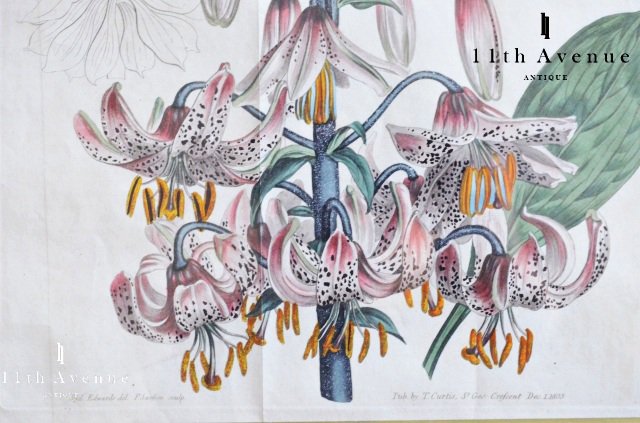 Curtis Botanical Magazine【イギリス】ユリの銅版画 1805年 - 西洋 