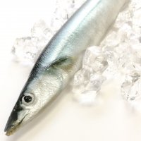 【現品限り】超絶リアルな秋刀魚