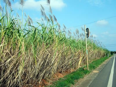 photo:道路沿いに広がる砂糖キビ畑