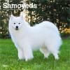 <img class='new_mark_img1' src='https://img.shop-pro.jp/img/new/icons5.gif' style='border:none;display:inline;margin:0px;padding:0px;width:auto;' /> ⥨ ڥ쥮顼/ɳݤ  2026ǯ 8ǯ  參 DOG 