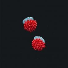 󥰡meets KanocoTail "Matilda"