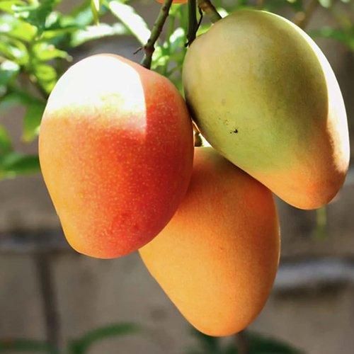 LSA Japan ロタンシェル カート・シュナウベルト博士の通信講座 極上美