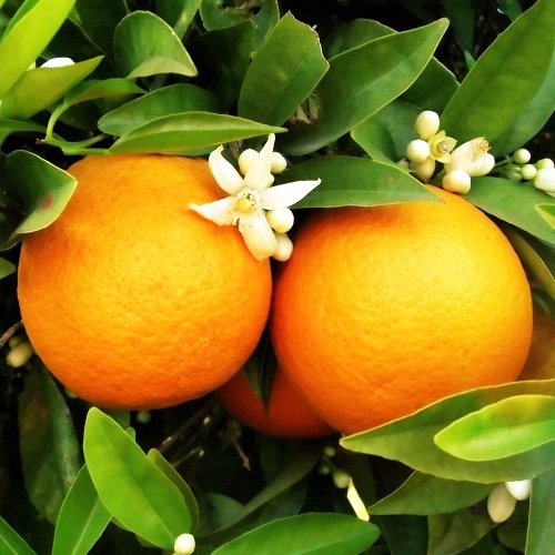 オレンジ，スィート 10ml - プロフェッショナル向けエッセンシャルオイル「ロタンシェル」