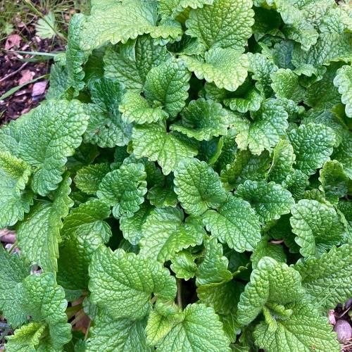 メリッサ 2ml プロフェッショナル向けエッセンシャルオイル「ロタンシェル」