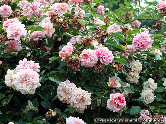 ARABIA/アラビア Botanica/ボタニカ rosa polyantha(野ばら) 001|北欧