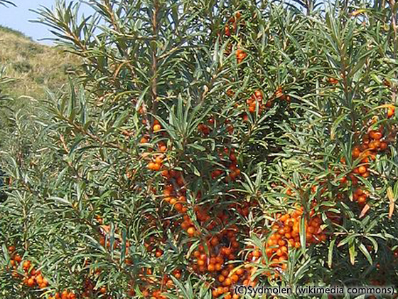 ARABIA/アラビア Botanica/ボタニカ hippophae rhamnoides(シーバック ...