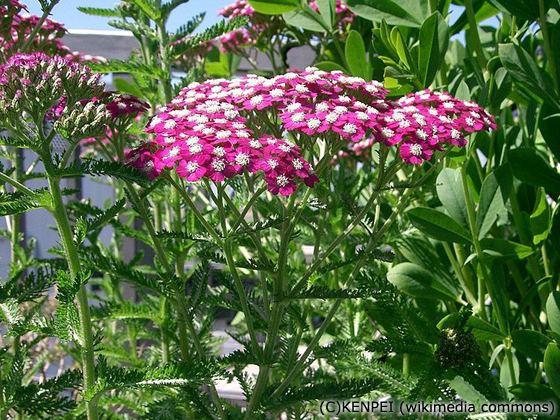 ARABIA エステリ ボタニカ \"Achillea millefolium\" ARABIA/アラビア Botanica/ボタニカ achillea millefolium