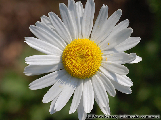 ARABIA/アラビア Botanica/ボタニカ chrysanthemum leucanthemum