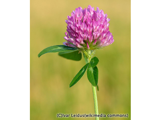 アラビア ボタニカ プレート ムラサキツメクサ アラビア ボタニカ プレート ムラサキツメクサ