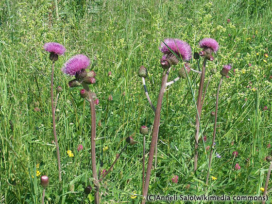 ARABIA/アラビア Botanica/ボタニカ cirsium helenioides(アザミ)  001|北欧ヴィンテージのpippuri(ピップリ)