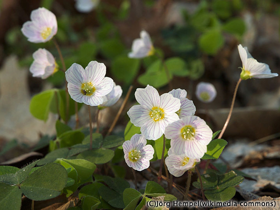 ARABIA エステリ・トムラ ボタニカ \"Oxalis acetosella\" ARABIA エステリ・トムラ ボタニカ 