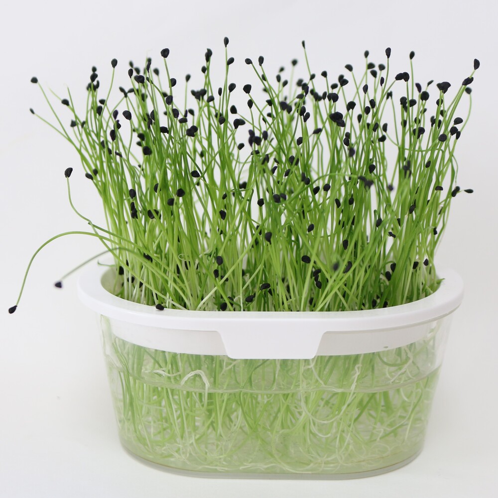 ガーリックチャイブスプラウト