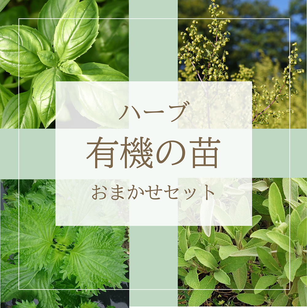 ハーブ有機苗