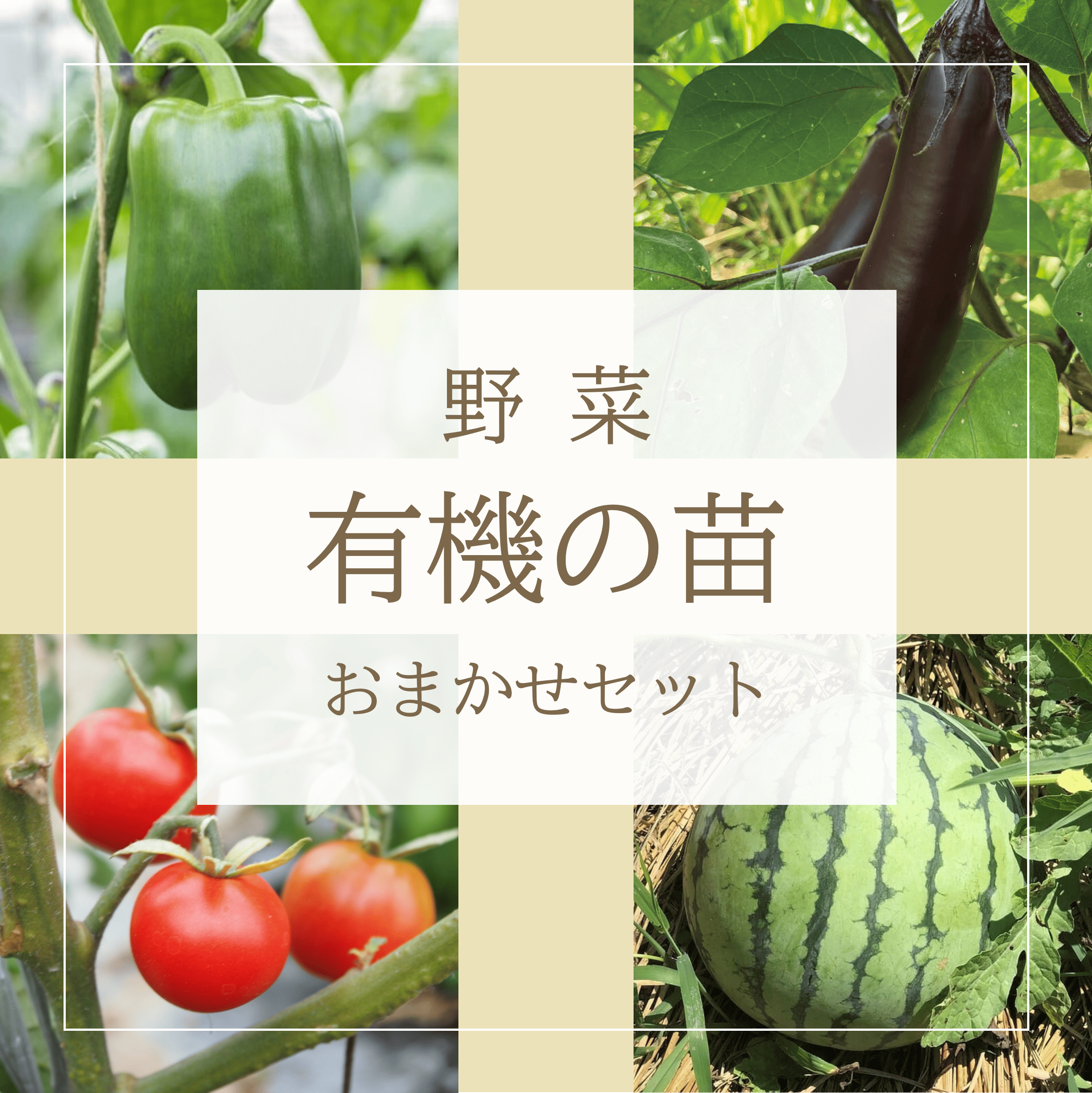 野菜苗