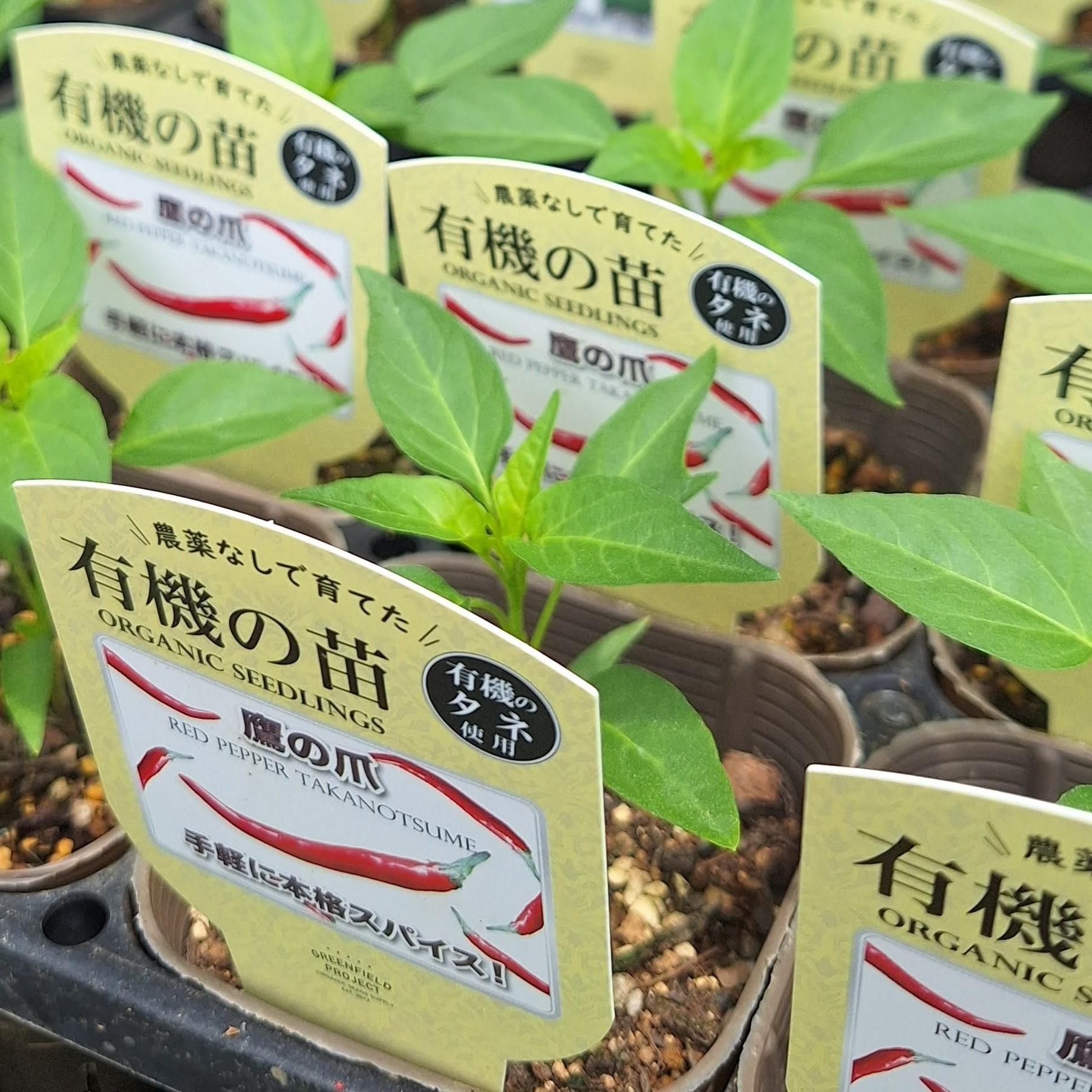 鷹の爪の苗