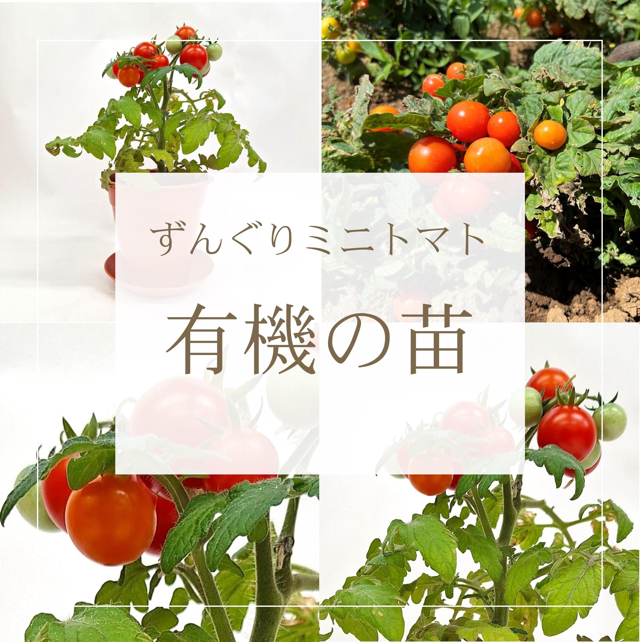 ずんぐりミニトマト