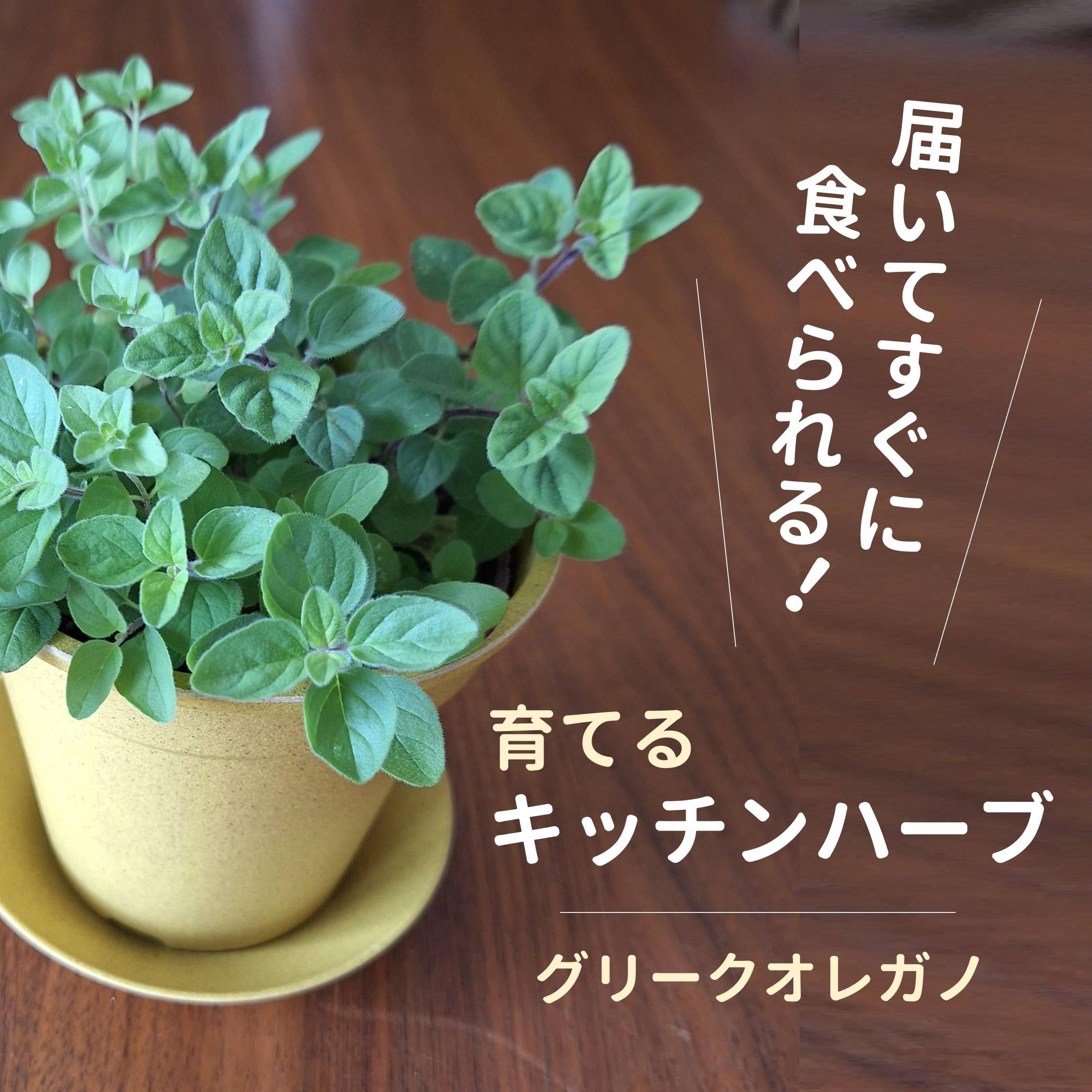 キッチンハーブ