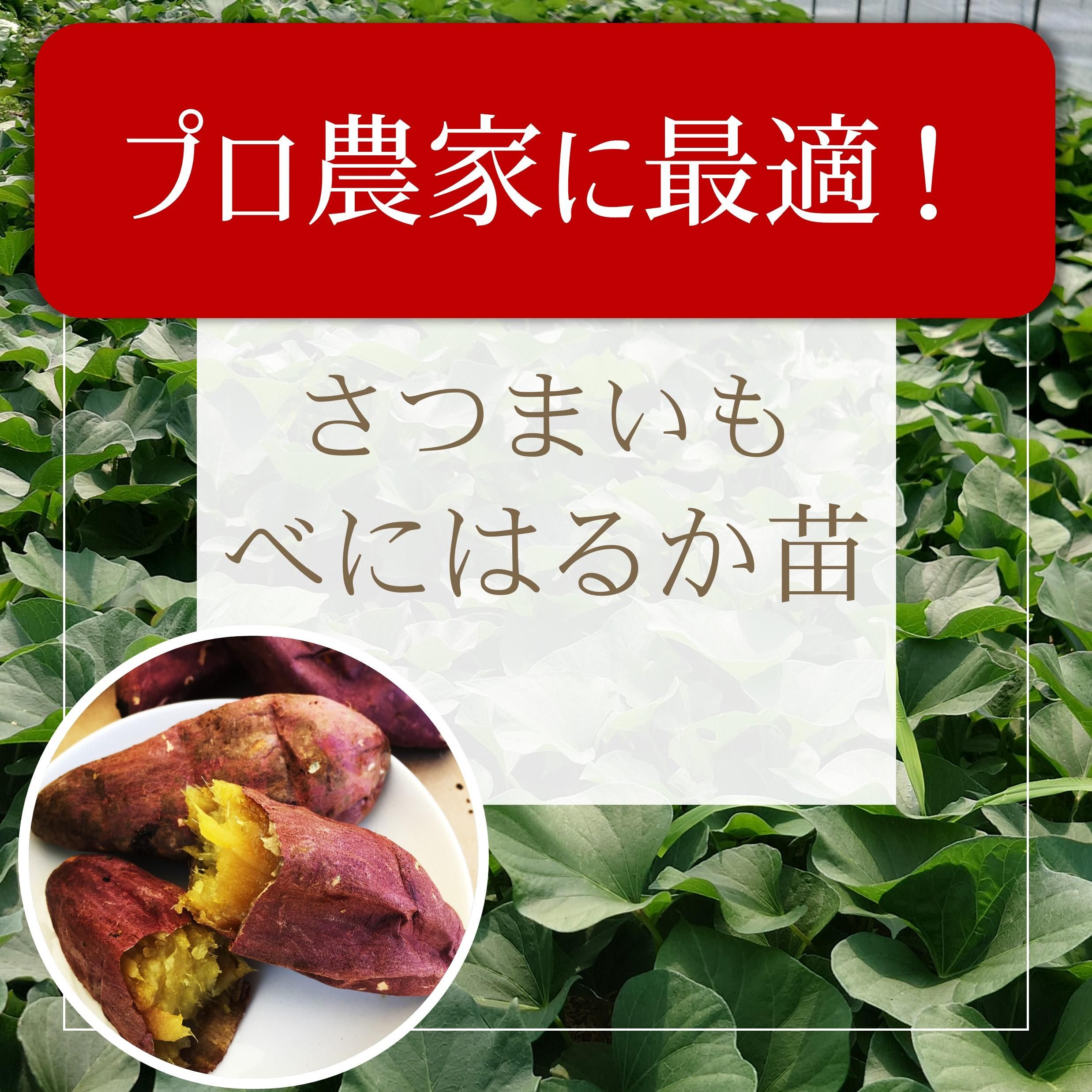 べにはるか苗