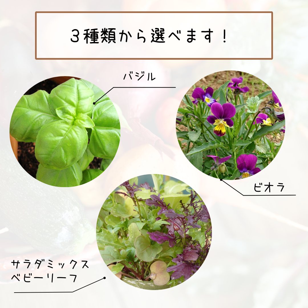 選べる品種