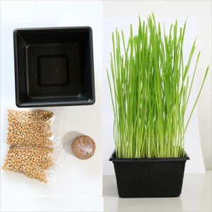 ねこ草栽培セット（オーガニックの種　2回分入り）の商品画像