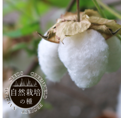 化学農薬なしで栽培 採取された自然栽培の和綿の種