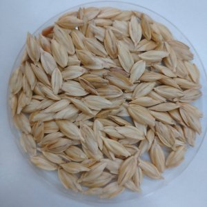古代小麦/スペルト小麦【有機種子/固定種】業務用Lサイズありの商品画像