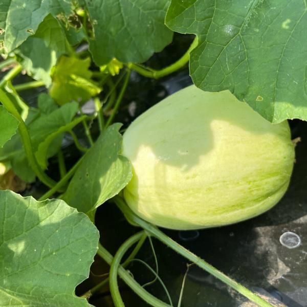 まくわうりの有機種子の販売｜グリーンマーケット