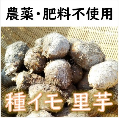 里芋 種イモ 無農薬 の販売 | グリーンマーケット