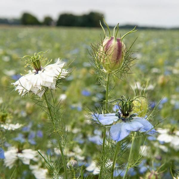 ラブ イン ア ミスト ニゲラの固定種の通販 ｜ グリーンマーケット