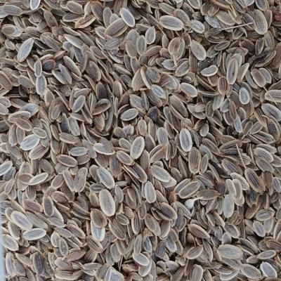 無農薬のディルシード スパイスの通販 グリーンマーケット 無農薬のディルシード スパイスの通販 グリーンマーケット