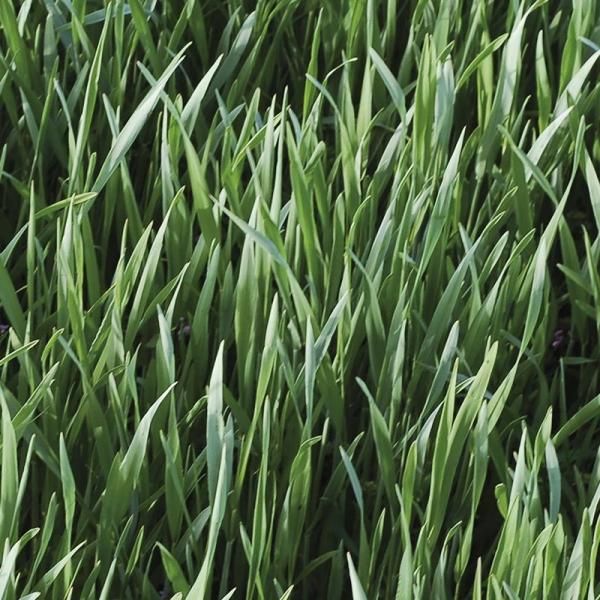 ライムギ オーガニックライ 緑肥 牧草 景観用の有機種子の販売