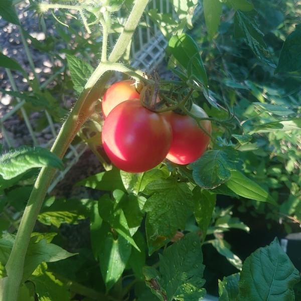 みにとまと タントレッタ | トマト | 野菜 | 製品情報 | 住化農業資材株式