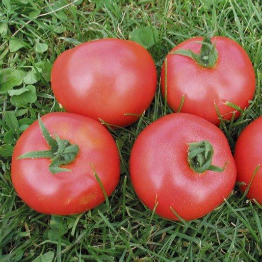 中玉トマト メニーナ の有機種子の販売｜グリーンマーケット