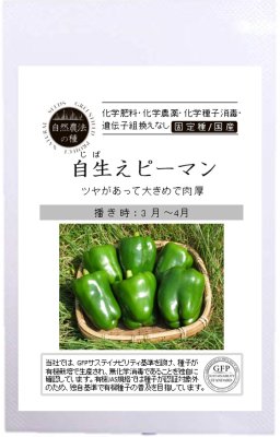 ピーマン 自生えピーマン の固定種の販売 グリーンマーケット