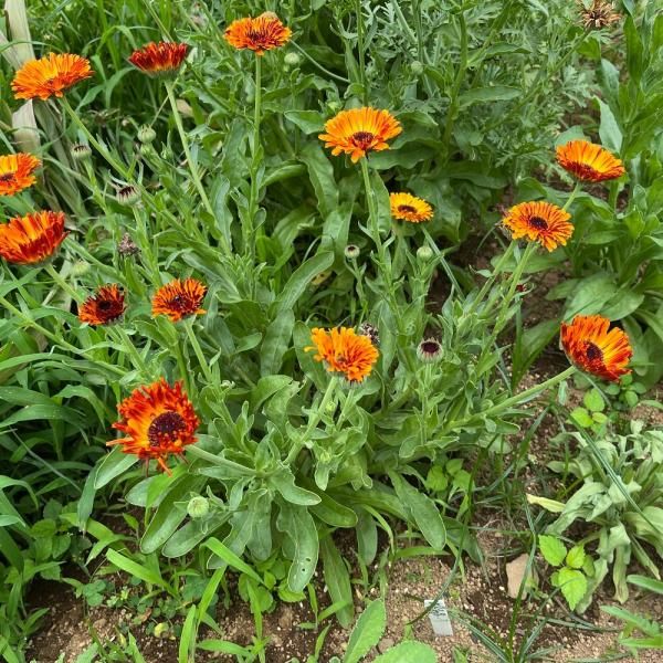 カレンデュラページ カレンデュラ 『オレンジフラッシュ』 | すべての商品 | | Junk